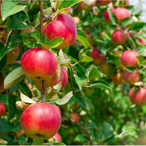 Apple Plant (Grafted)